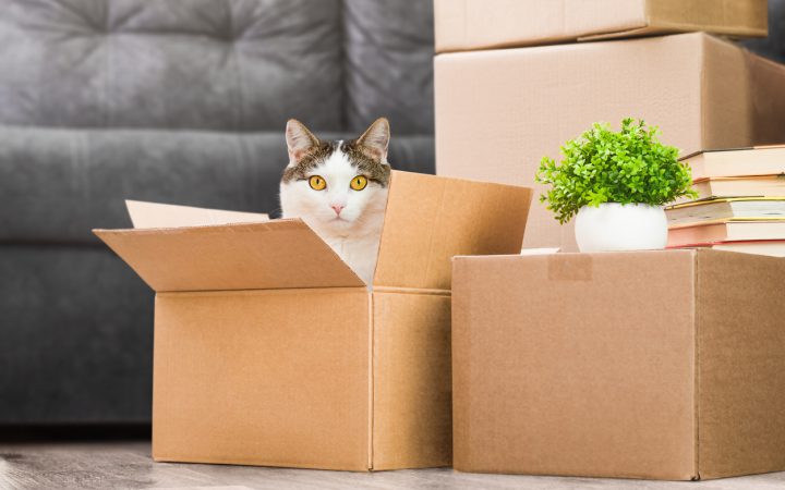 建て替え前の“仮住まい”どうする？ 解体工事のプロが教える準備のコツ